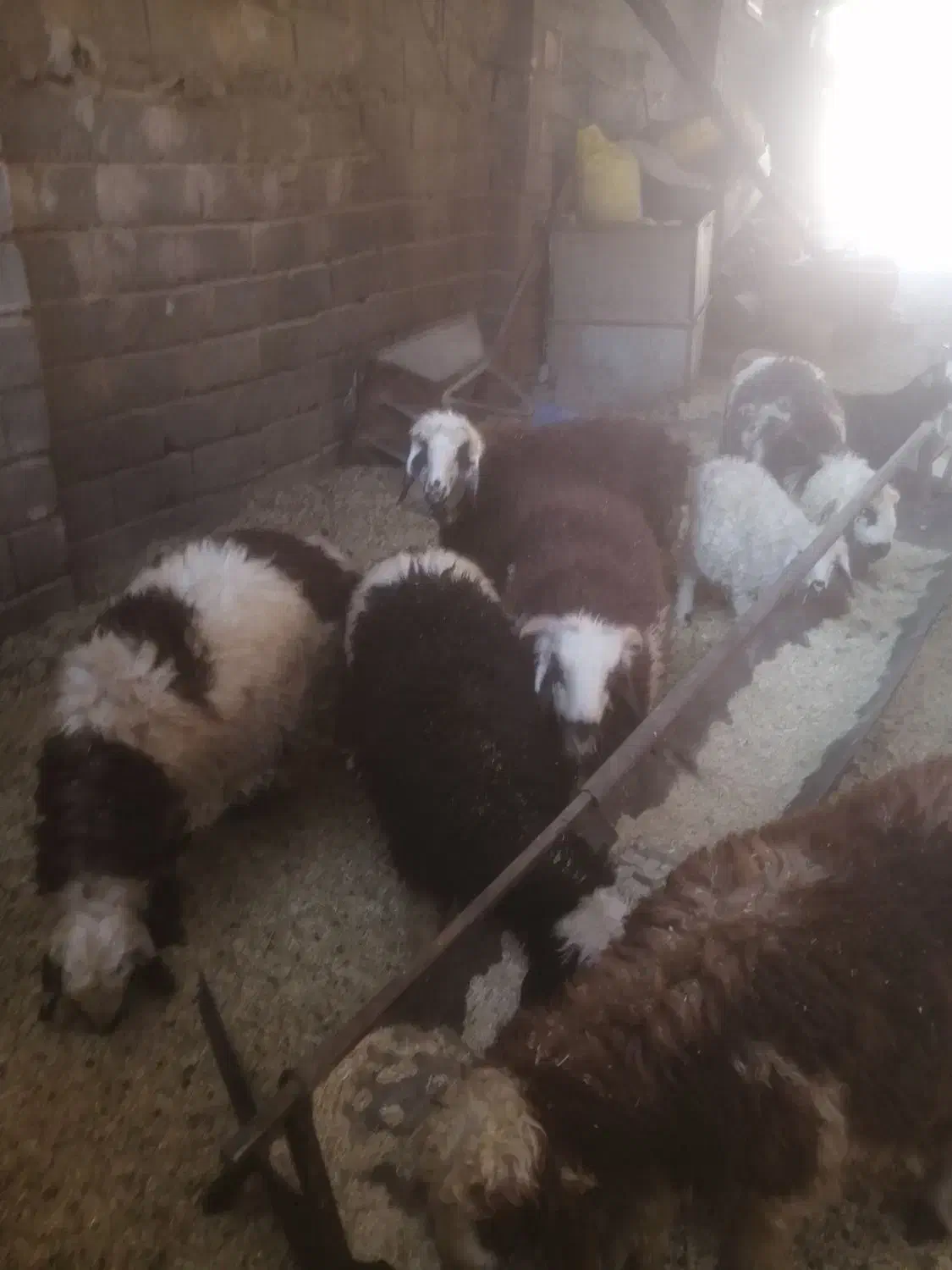 بره|حیوانات مزرعه|شیراز, داریون|دیوار