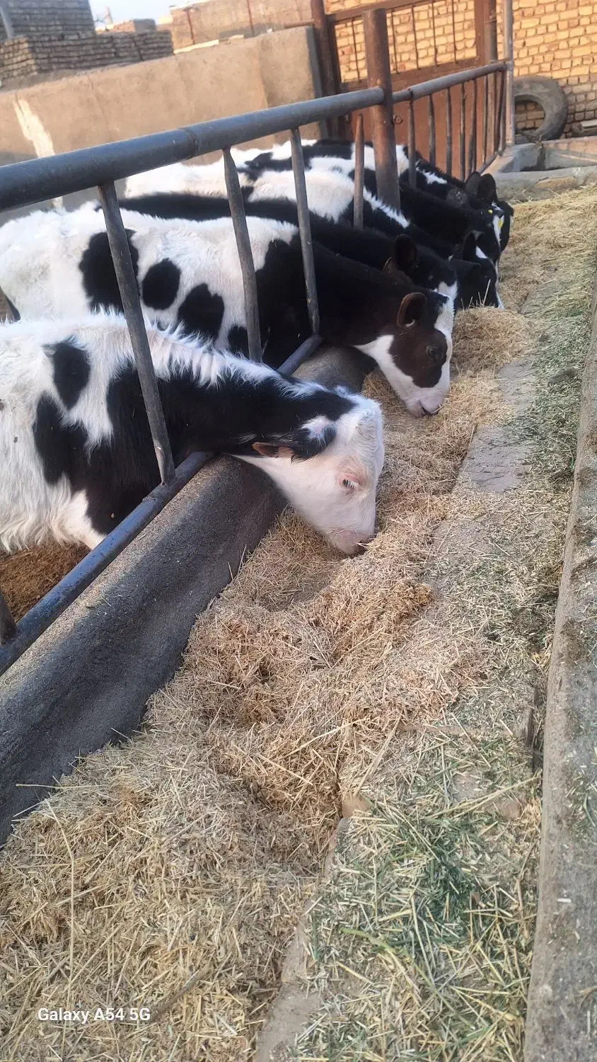 گوساله نژادی|حیوانات مزرعه|جعفرآباد, |دیوار