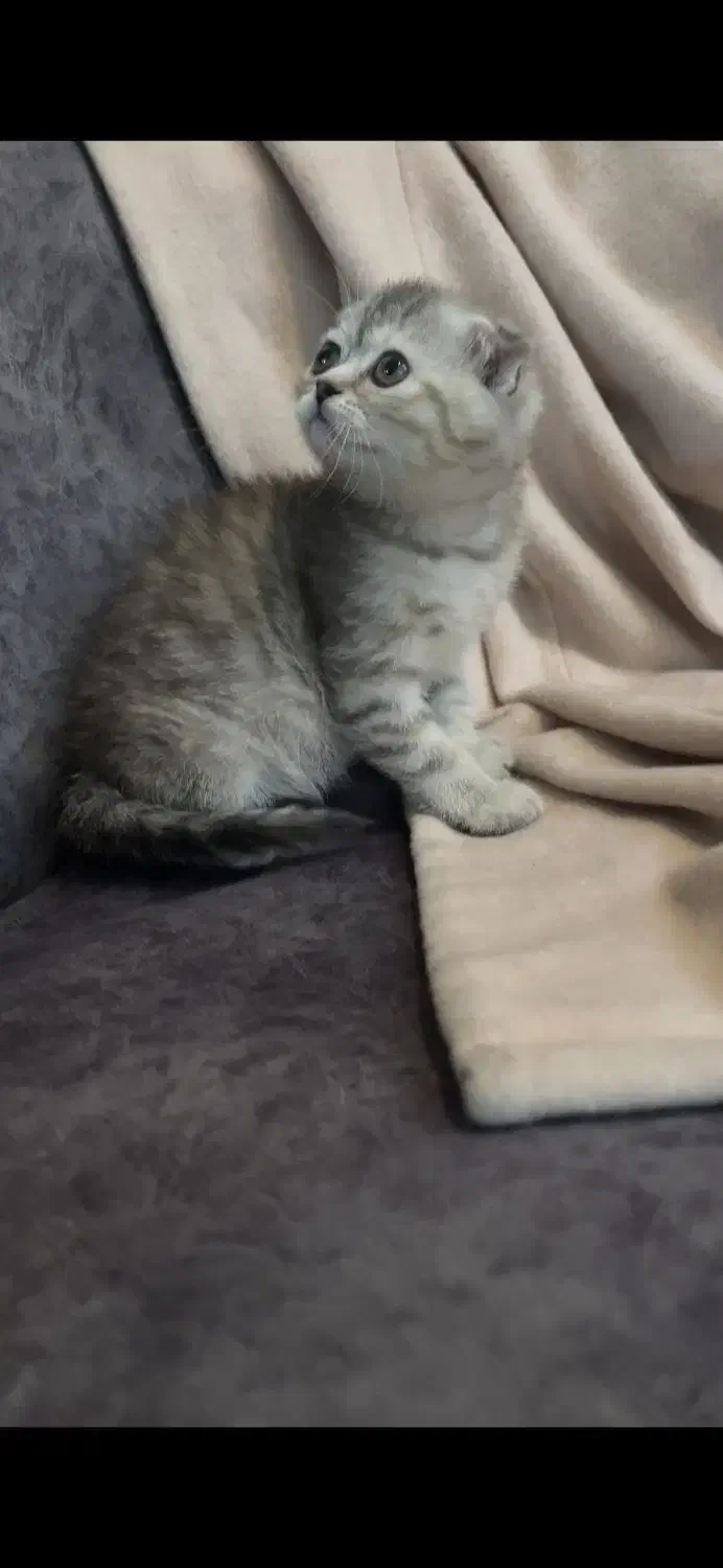 بچه گربه|گربه|تهران, دانشگاه شریف|دیوار