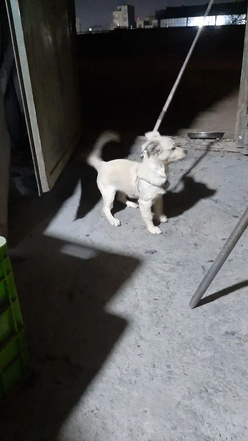 سگ اشپیتز|سگ|پاکدشت, خاتون آباد|دیوار