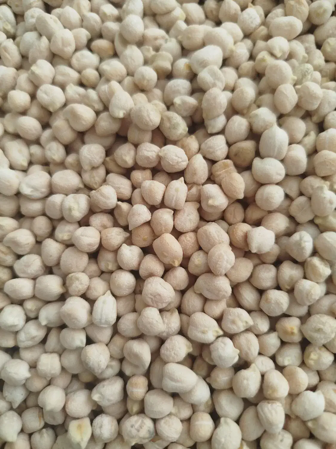 فروش نخود ریز قیمت160|خوردنی و آشامیدنی|مرودشت, مسجد رسول‎|دیوار