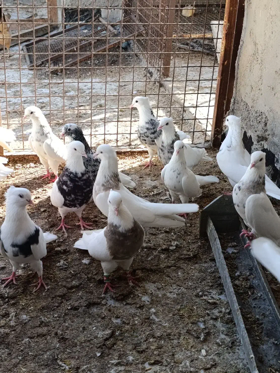 22 تا طوقی الماسی زرین سرکه ای کارتونی|پرنده|بندر ماهشهر, |دیوار