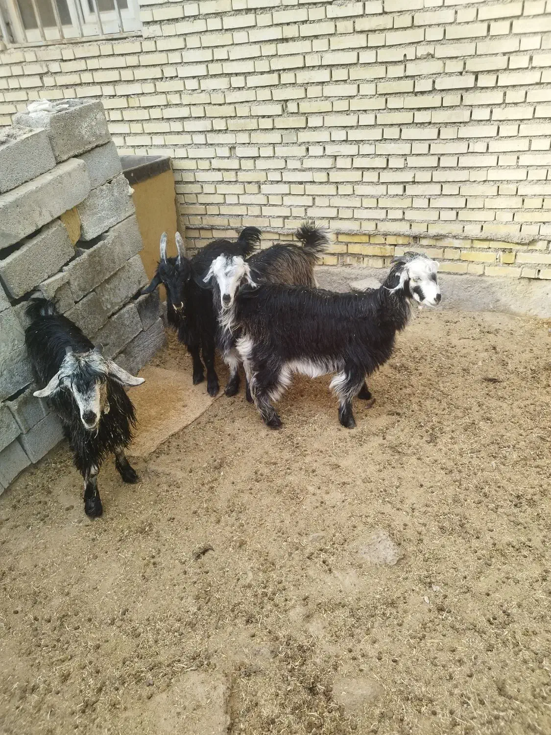 3تا بیگ تخمی داشتی|حیوانات مزرعه|ایذه, |دیوار