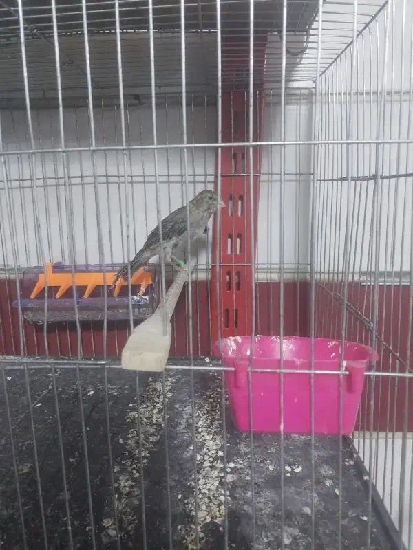 دو عدد قناری قرص|پرنده|محمدیه-قزوین, |دیوار