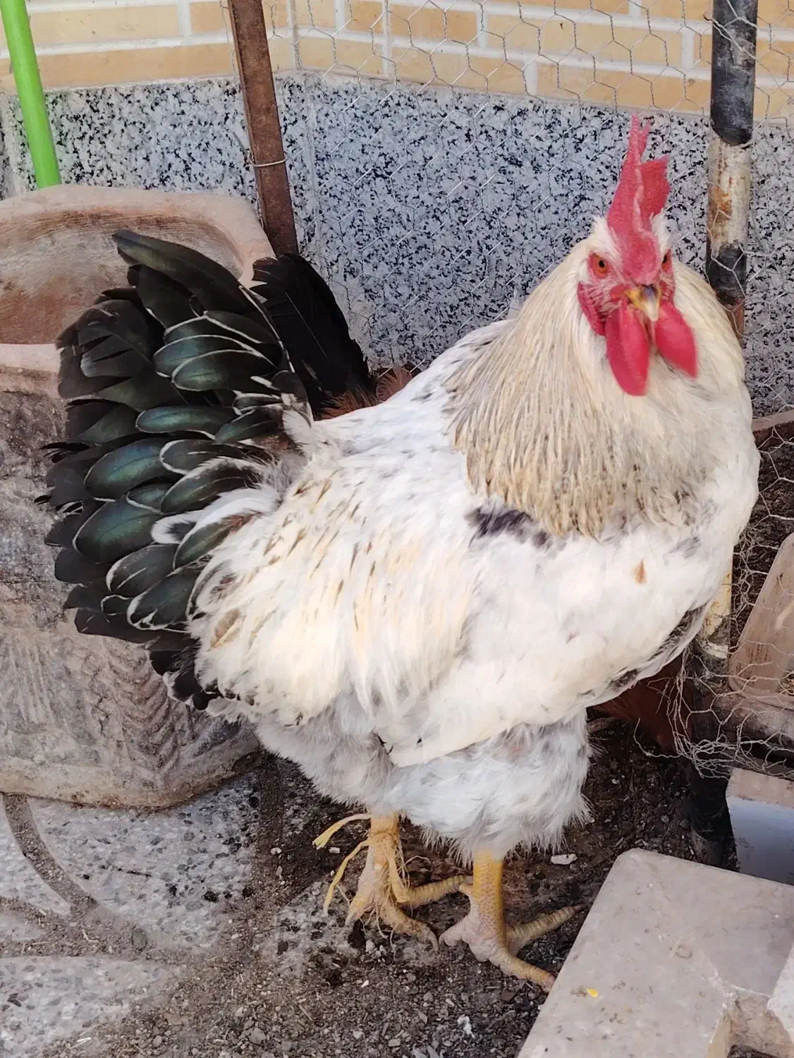 خروس|حیوانات مزرعه|مبارکه, |دیوار