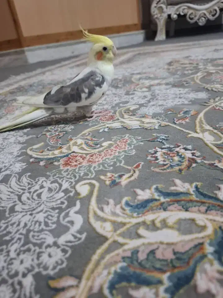 عروس هلندی گمشده با مژدگانی|پرنده|قم, شاه سید علی|دیوار