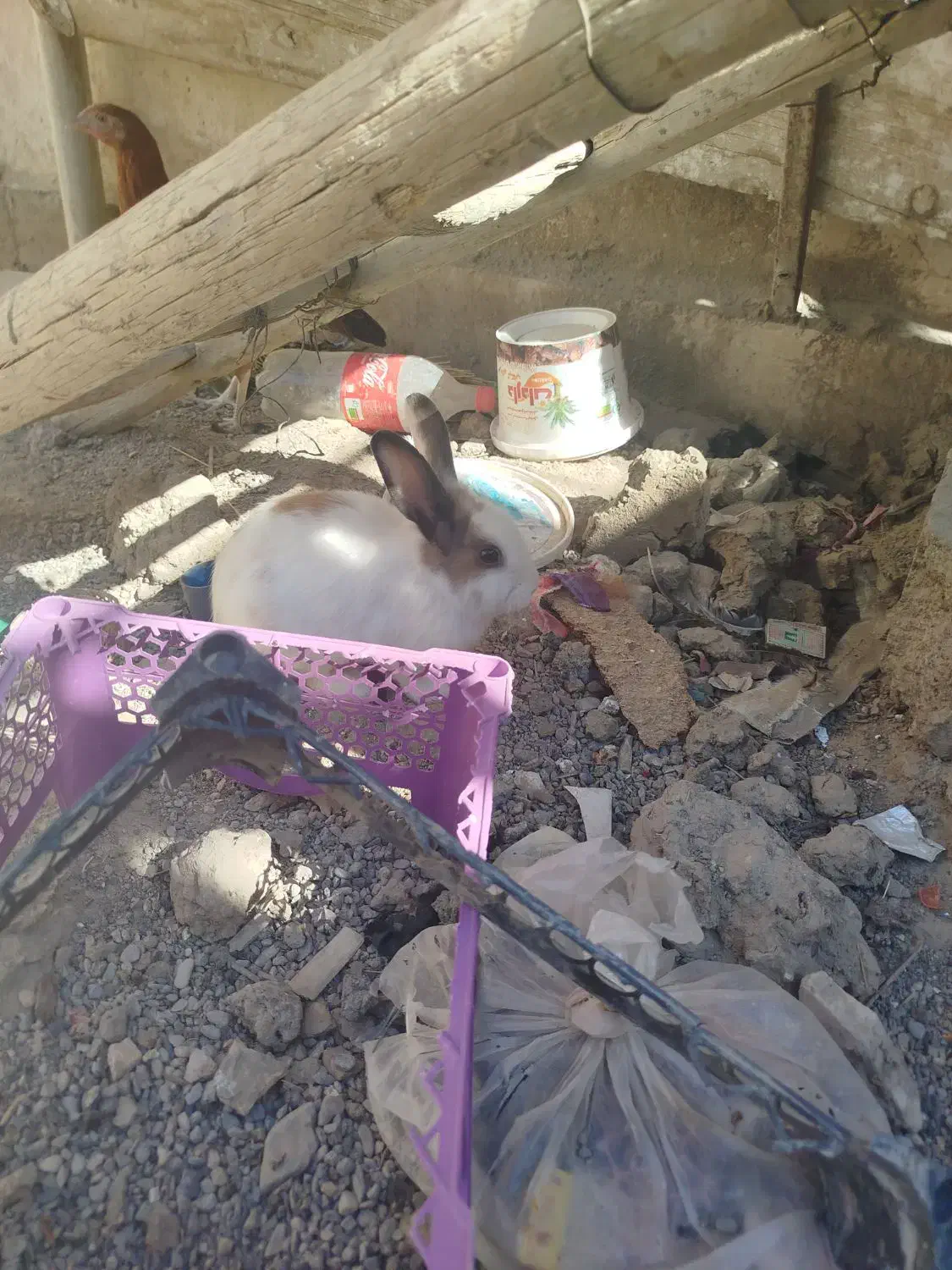 خرگوش|موش و خرگوش|زابل, |دیوار