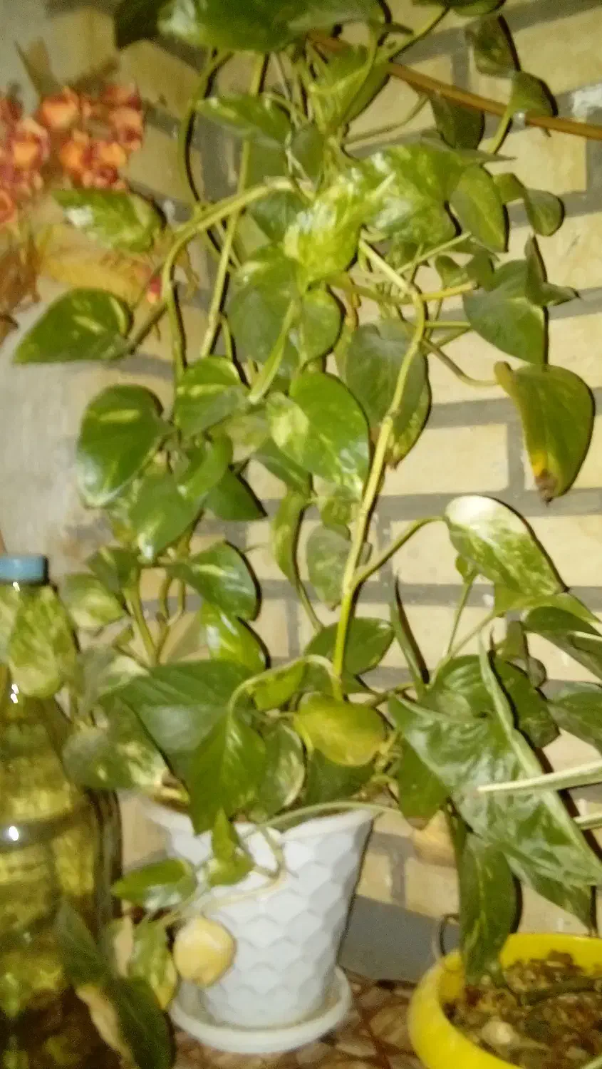 گل گیاه طبیعی|گل و گیاه طبیعی|قدس, شهر‌قدس|دیوار