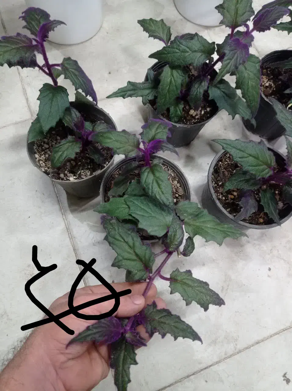 لوبیا|خوردنی و آشامیدنی|مشهد, حیدرآباد|دیوار