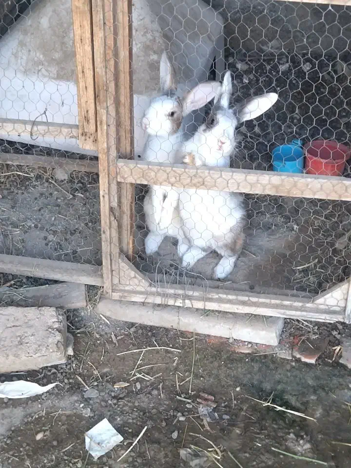 خرگوش نرو ماده باردار|موش و خرگوش|رضویه, |دیوار