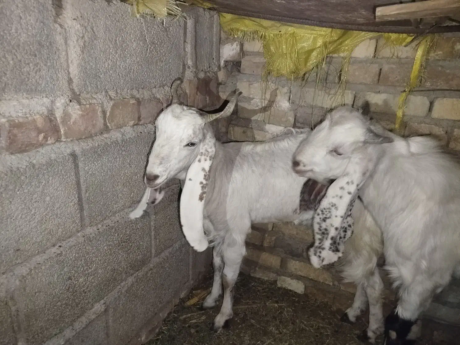 یک عدد تروشت و بز گلابی مخصوص مالداری|حیوانات مزرعه|ایرانشهر, |دیوار