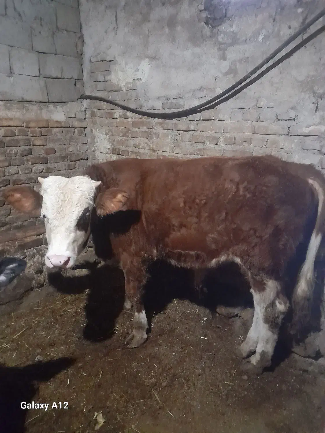 هریس‌روستایی|حیوانات مزرعه|پاوه, |دیوار