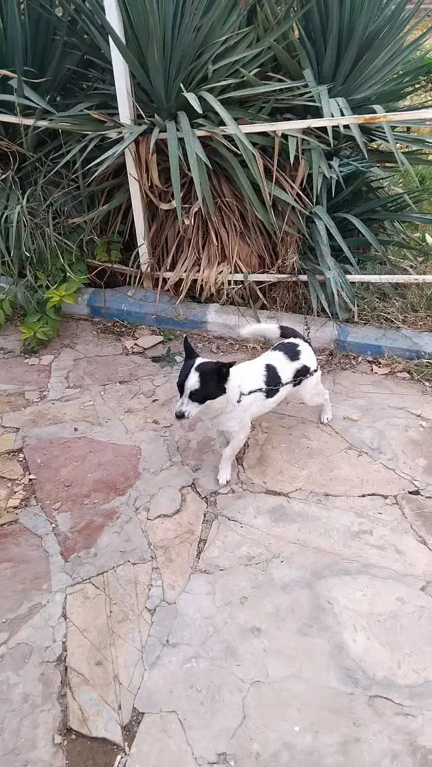 سگ پاکوتا ماده|سگ|محمدشهر, عباس آباد|دیوار