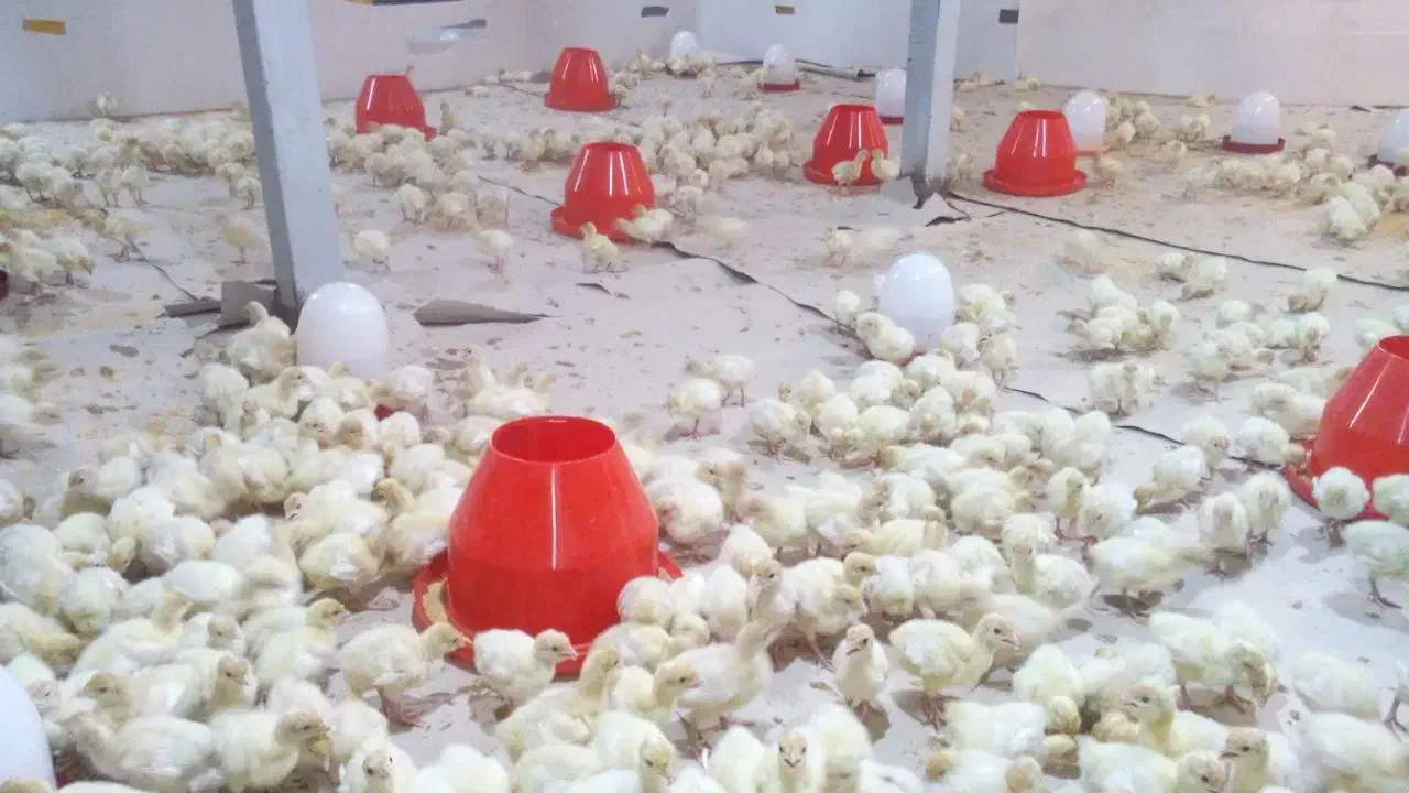 جوجه بوقلمون بیوتی ۶|حیوانات مزرعه|رودبار, |دیوار