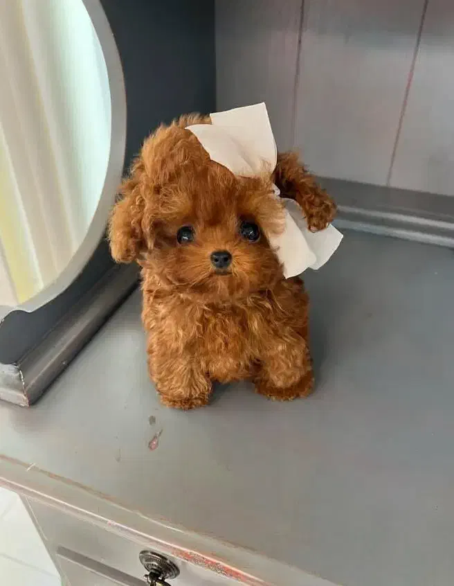 تونی|سگ|قم, سالاریه|دیوار