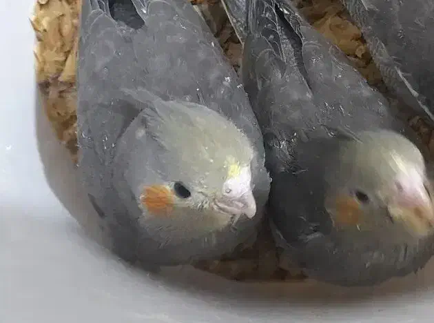 عروس هلندی دوماهه|پرنده|تهران, میدان میوه و تره‌بار مرکزی|دیوار