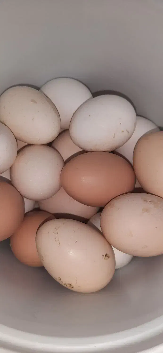 تخم مرغ رسمی تازه|خوردنی و آشامیدنی|قم, انسجام|دیوار