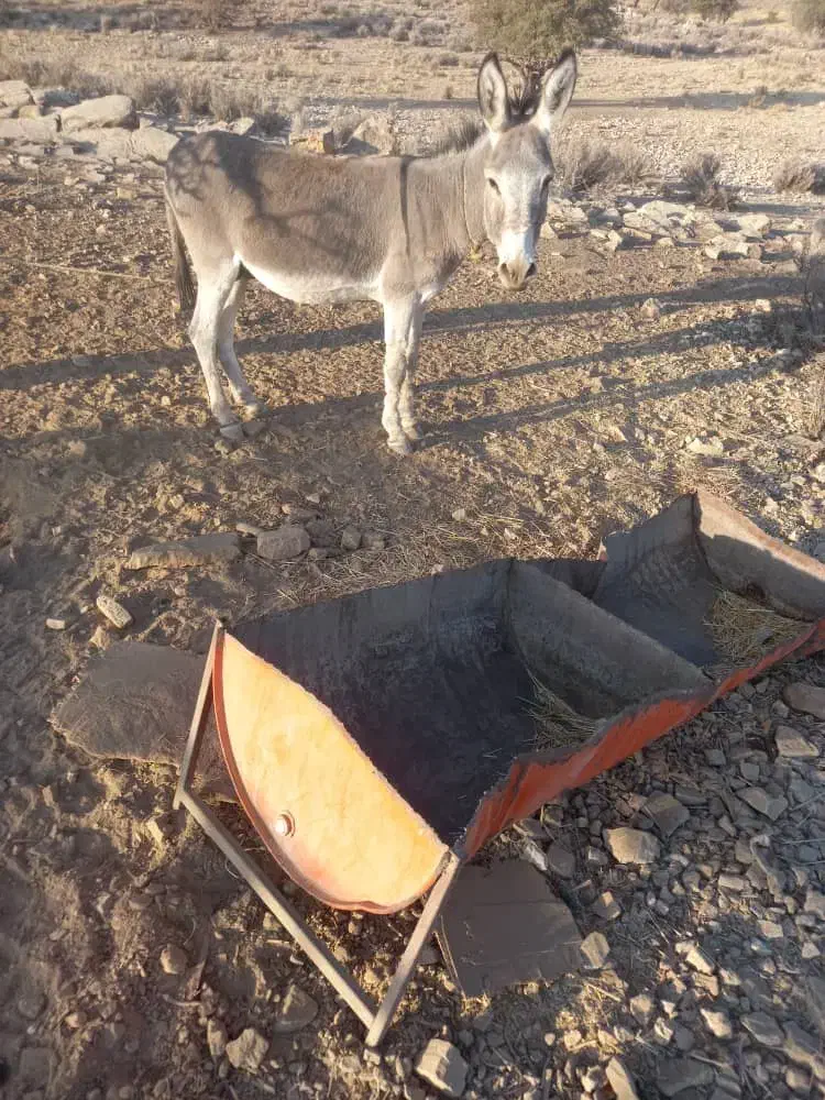 فروش|حیوانات مزرعه|خفر, |دیوار