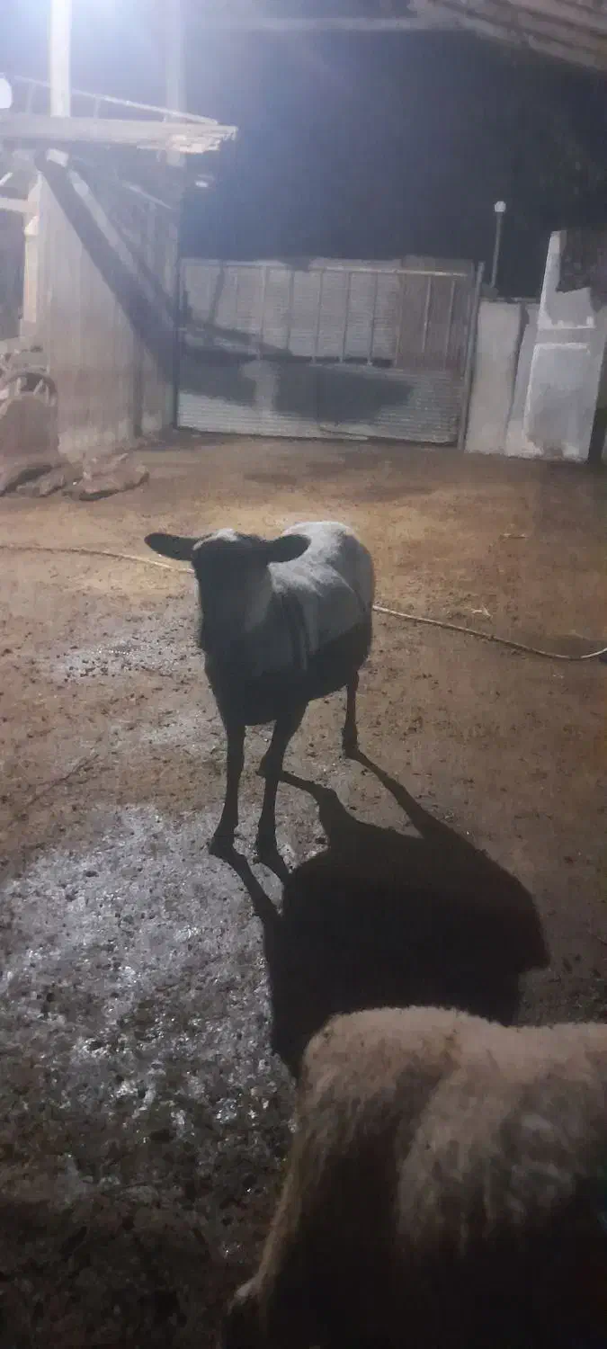 گوسفند رومانوف رومانوف و لاروف|حیوانات مزرعه|مرزیکلا, |دیوار