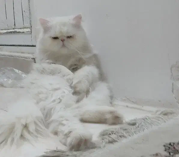 گربه پرشین (فروشی)|گربه|بندرعباس, |دیوار