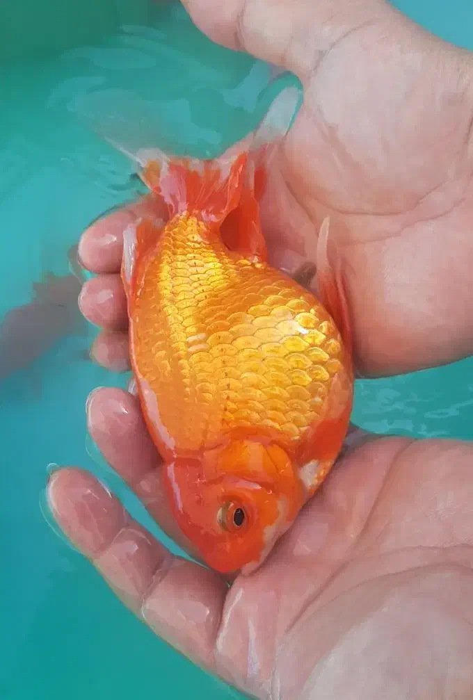 ماهی گلدفیش مولد درشت زیبا و کوی|ماهی|اصفهان, همدانیان|دیوار