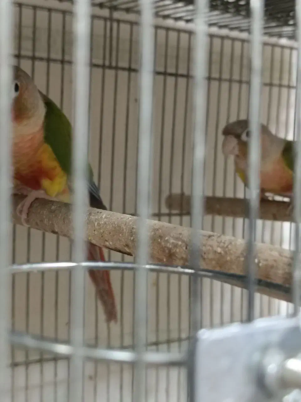 جفت گرینچیک راهب خورشیدی ملنگوآناناسی اکستریم رد|پرنده|اسلامشهر, شهرک سعیدیه|دیوار