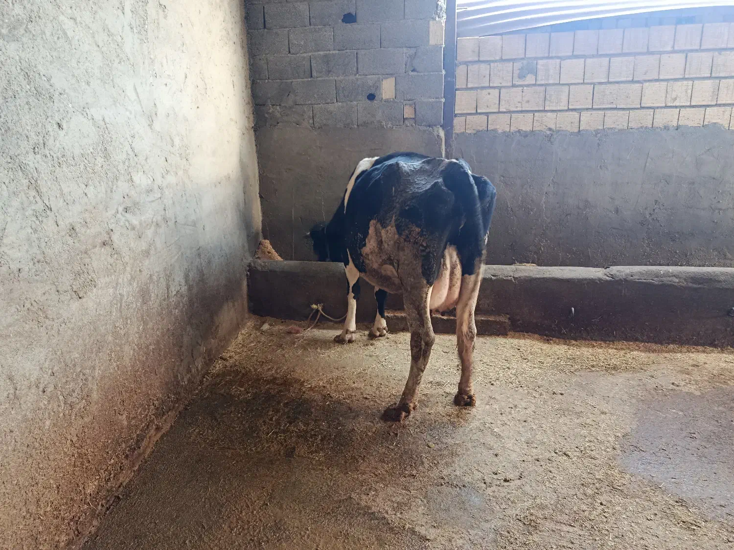 گاو زاییده|حیوانات مزرعه|گلپایگان, |دیوار