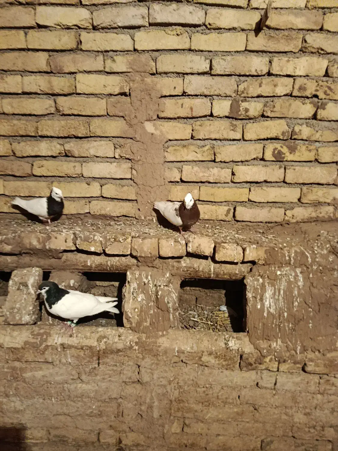 طوقی|پرنده|نیشابور, مازول|دیوار