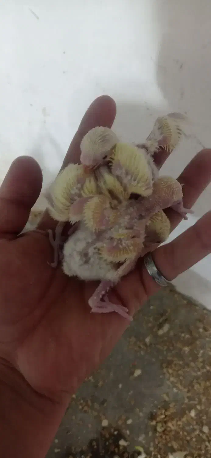 جوجه کتوله|پرنده|بردسکن, |دیوار