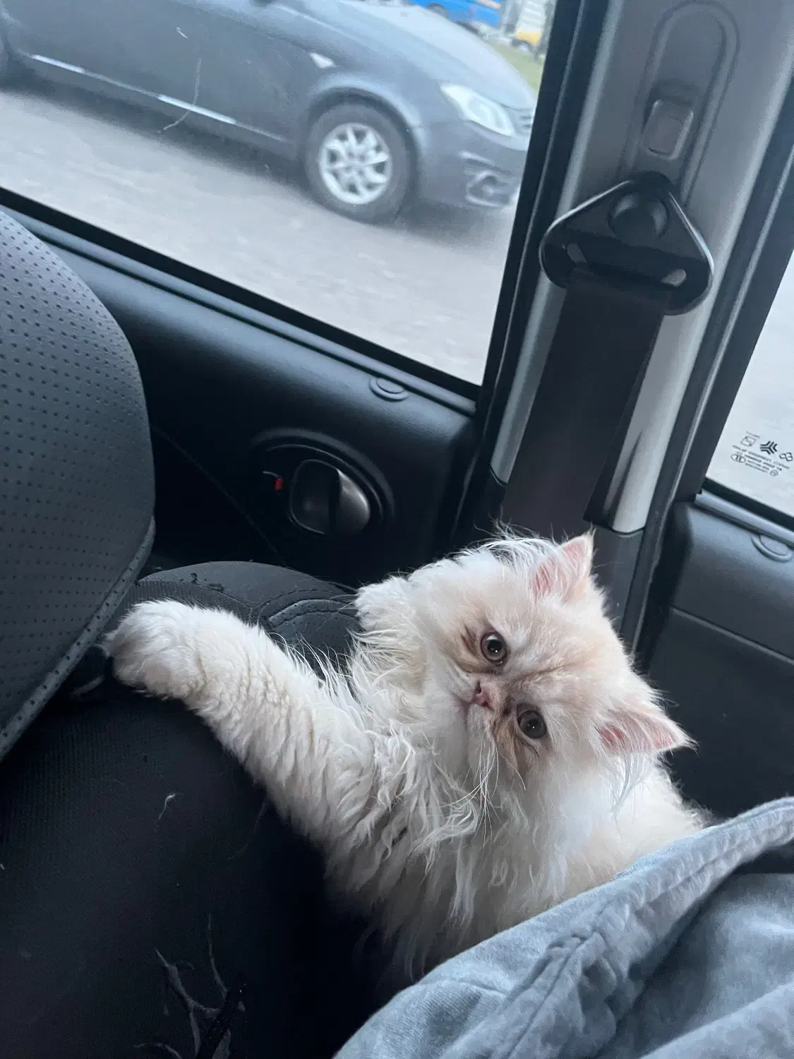 فروش گربه پرشین|گربه|محمدشهر, محمدشهر|دیوار