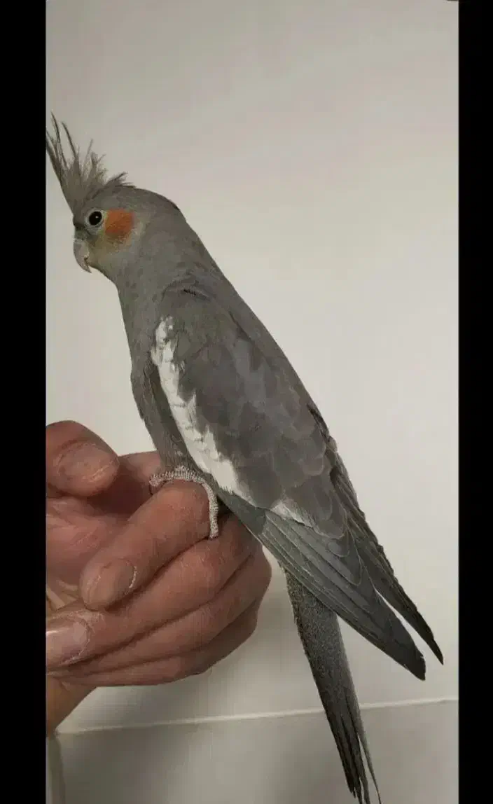 راهنمایی|فعالیت داوطلبانه|اصفهان, ارداجی|دیوار