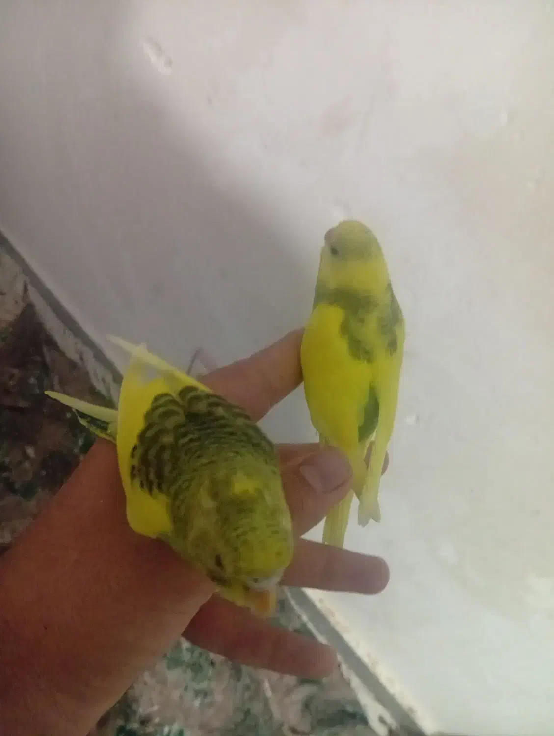 فروش 2 عدد مرغ عشق جنسیتش هنوز معلوم نیست قیمت 200|پرنده|مهدی شهر, |دیوار