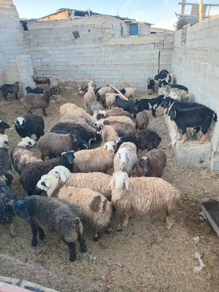 بره تکی و جمله  نرو ماده|حیوانات مزرعه|اقلید, |دیوار