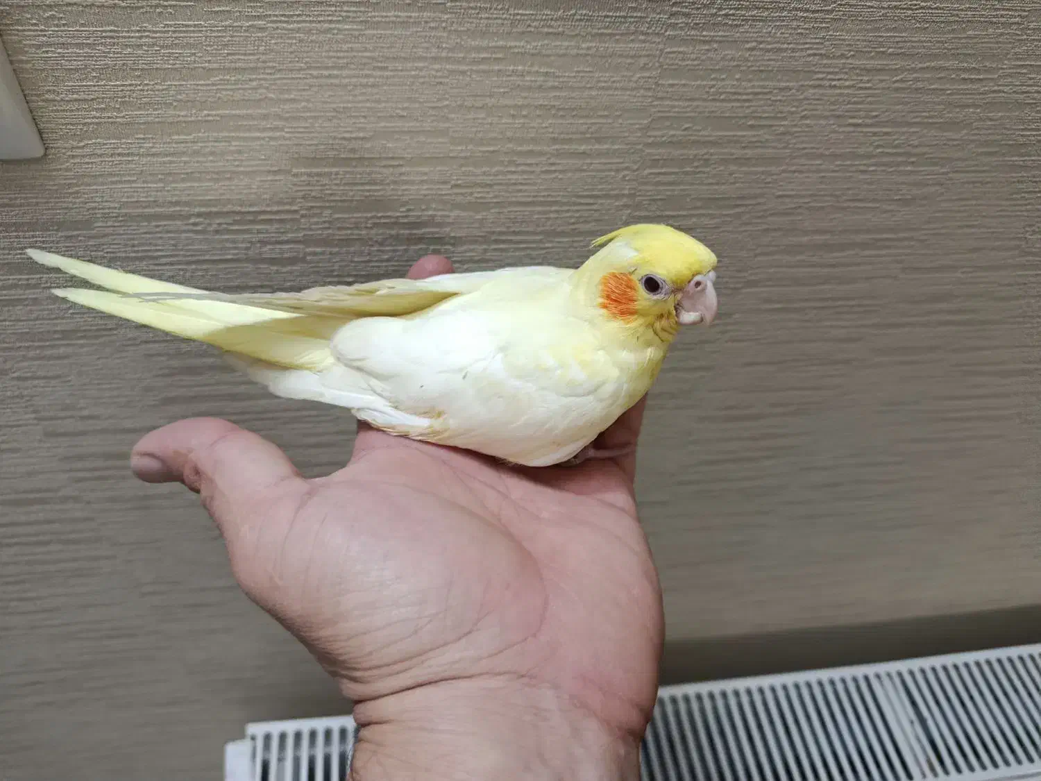 عروس هلندی لوتینو سه ماهه|پرنده|اسلام‌شهر, شهرک مفیدی|دیوار