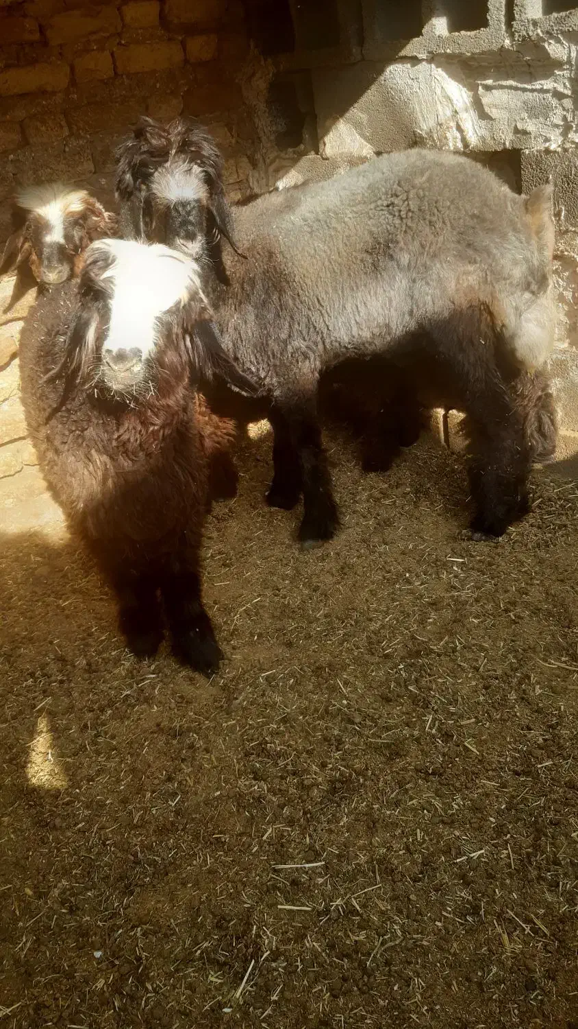 فروش ۳ راس بره|حیوانات مزرعه|مرودشت, کناره|دیوار