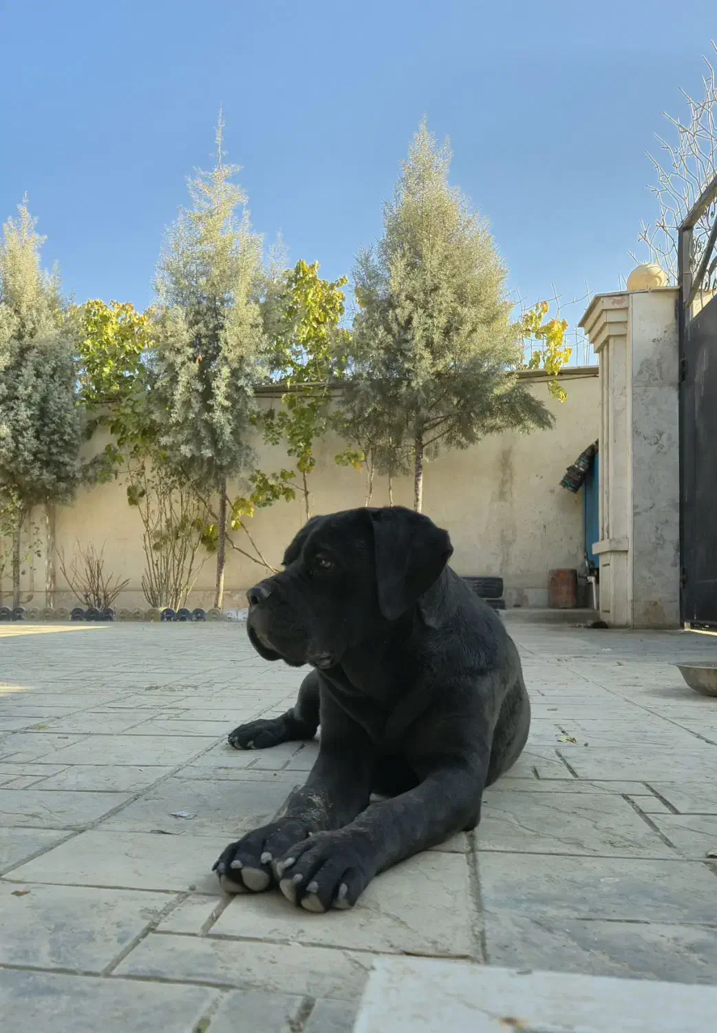 توله ماده ۶ ماهه کن کورسو|سگ|رامجین, |دیوار