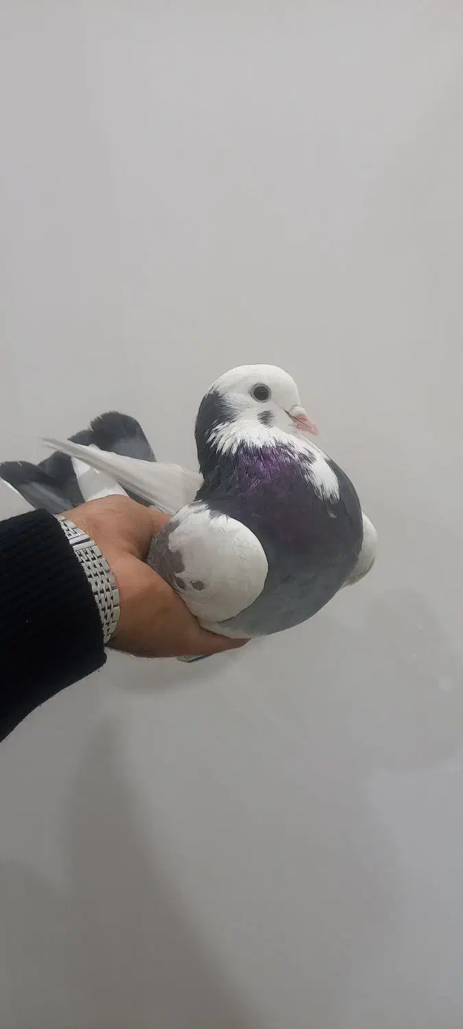 کبوتر گوره ابلق|پرنده|کوهدشت, |دیوار