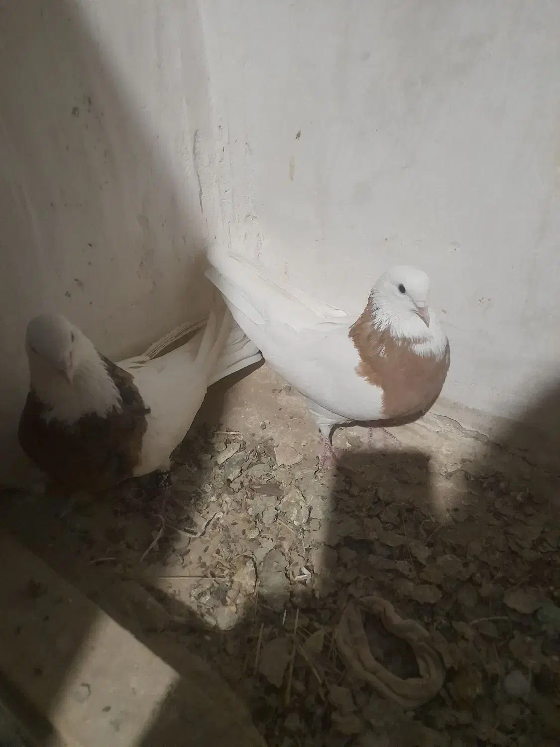 طوقی زردخالدار|پرنده|لالجین, |دیوار