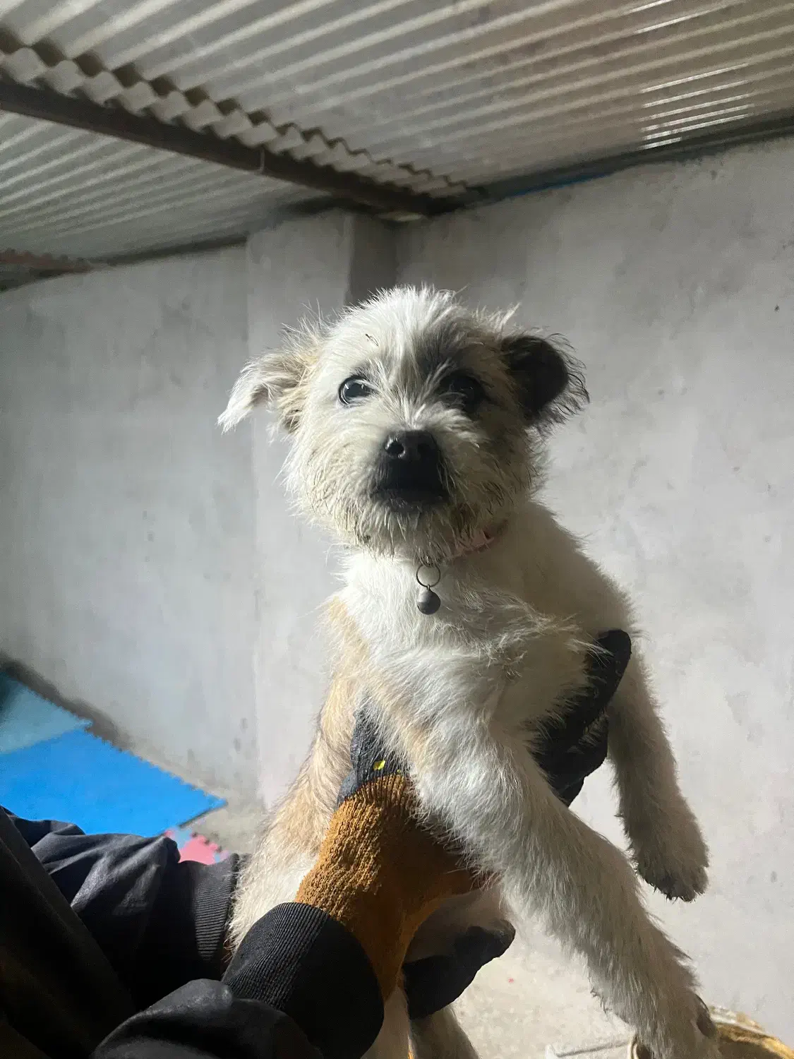 سگ . توله . شیتزو|سگ|مشهد, آزادشهر|دیوار