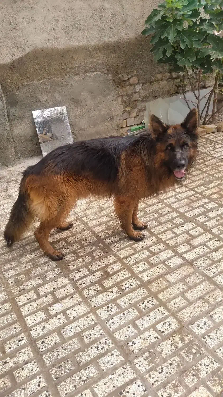 نر ژرمن شولاین|سگ|تربتحیدریه, منظر|دیوار