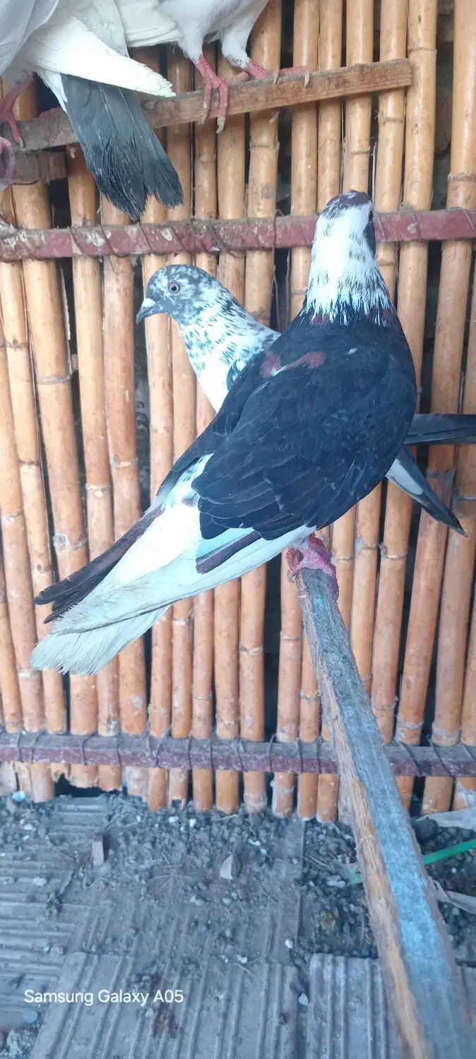 ماده افشان رنگی|پرنده|بندر ترکمن, |دیوار