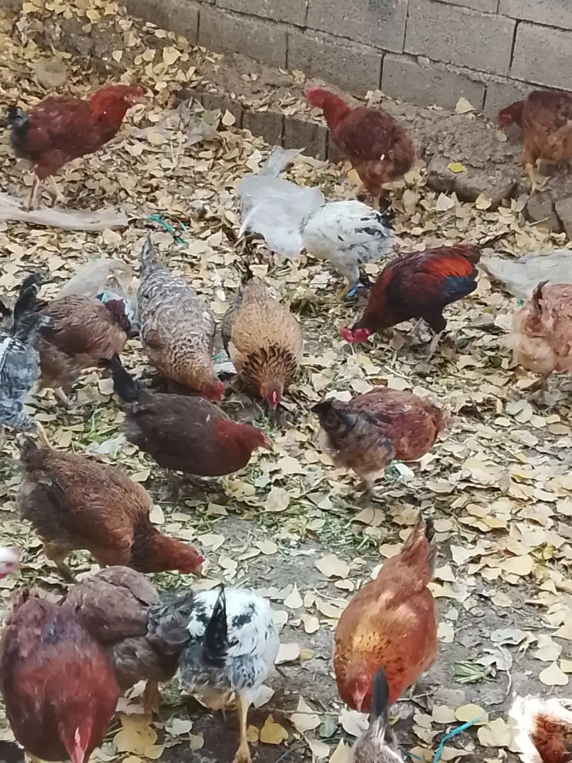 مرغ و خروس گلپایگانی|حیوانات مزرعه|آبعلی, |دیوار