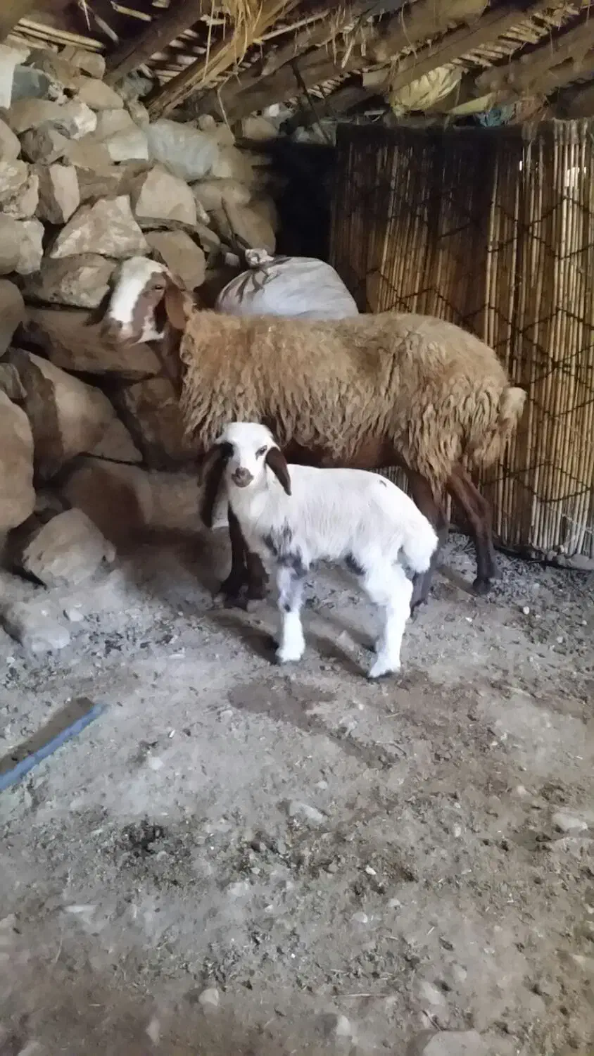 گوسفند وبره جوان|حیوانات مزرعه|بدره, |دیوار