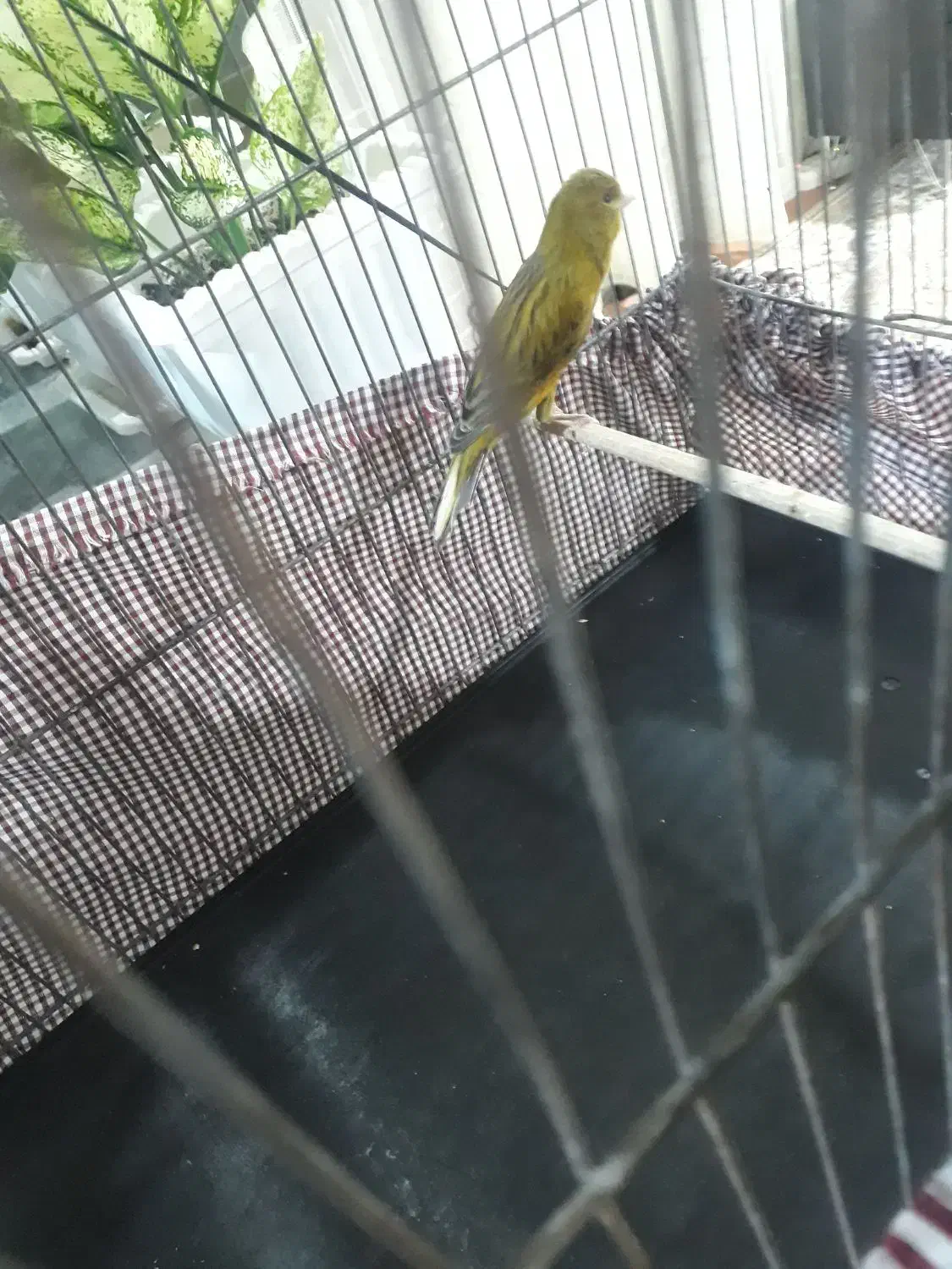 قناری نر بخون|پرنده|اردبیل, |دیوار