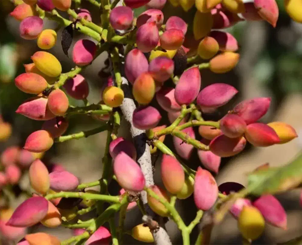 نهال پسته ممتاز و...|خدمات باغبانی و درختکاری|جوانرود, |دیوار