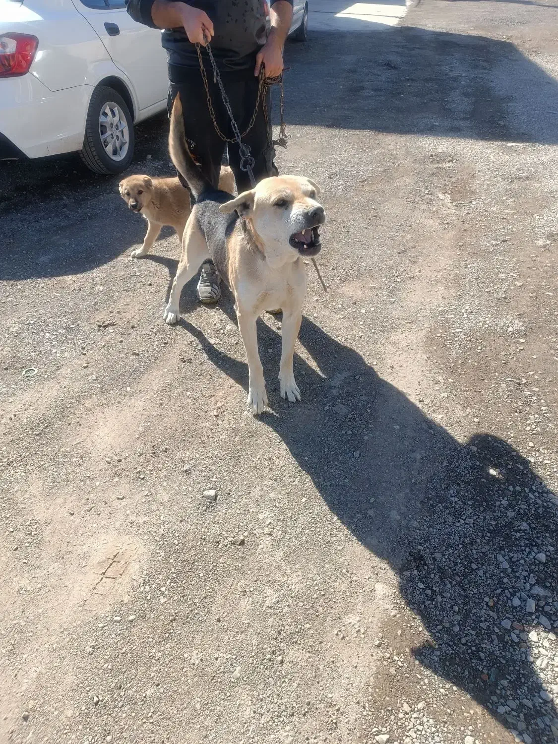 حیوانات|سگ|رباط‌کریم, شهرک صنعتی زواره‌ای|دیوار