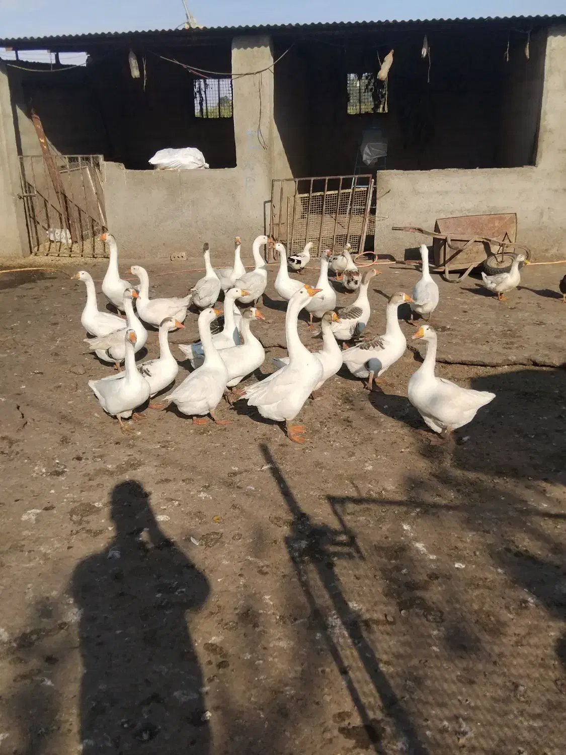 غاز|پرنده|گنبد کاووس, |دیوار