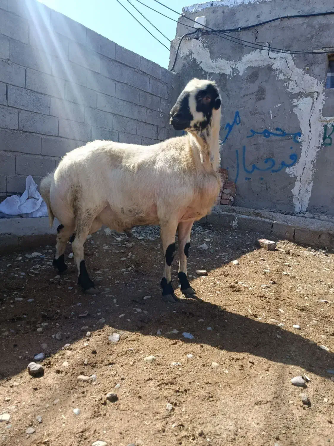 amiir|حیوانات مزرعه|میاندوآب, |دیوار