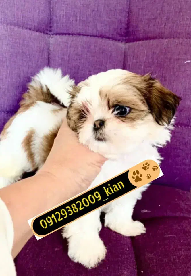 توله های نژاد شیتزو اصیل|سگ|تهران, صادقیه|دیوار