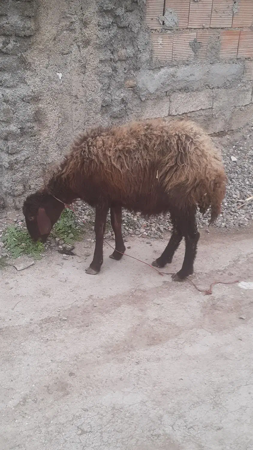 بره گوسفند|حیوانات مزرعه|مینودشت, |دیوار